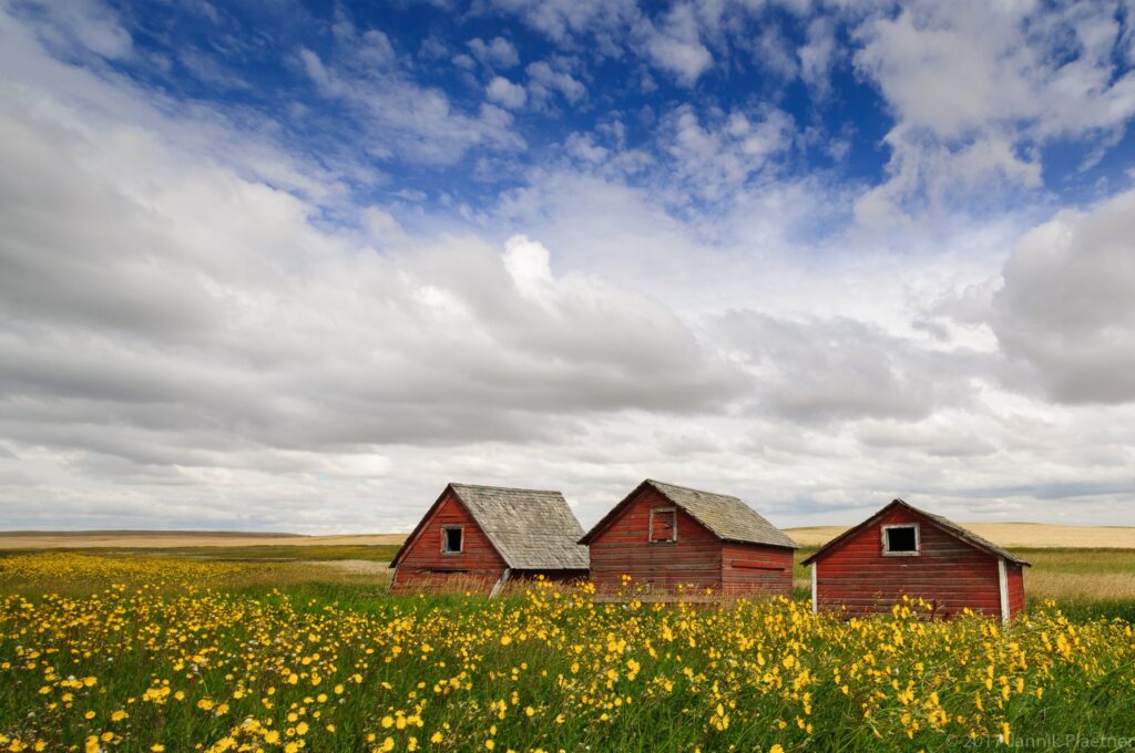 Red barns beneath the Saskatchewan sky